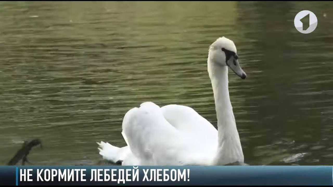 Можно кормить лебедей хлебом. Лебедь в Приднестровье. Лебеди и хлеб. Не кормить лебедей. Не кормите лебедей хлебом.