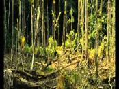 Русский трейлер 600 кг золота / 2010 /