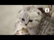 Ролик "С Новым годом!"