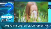 Амброзия цветет: сезон аллергий. Вопрос дня