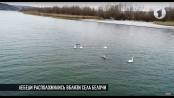 Лебеди в Рыбницком районе. Без комментариев