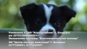 Кнопочка ищет дом