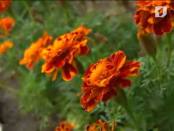 Программа "Возвращение к истокам" 20/10/13