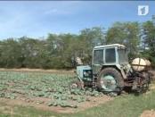 В ПМР увеличат производство семян