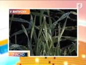 ВЧАСНО 9/01/14