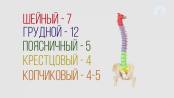 Строение позвоночника / Здравствуйте