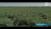 Биотехнологии на приднестровских полях