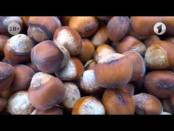 Ореховый бизнес. Выращивание фундука в Приднестровье