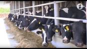 Из Венгрии в Приднестровье. Элитные коровы приехали в Рыбницу