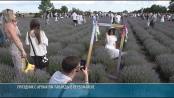 Фестиваль лаванды в Первомайске собрал тысячи посетителей