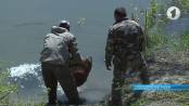 Более 30 тысяч мальков попадут в Днестр