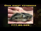 Детская программа "Цветные сны" - 16/10/14