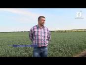 Насколько эффективно используются земли сельхозназначения