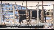 Кицканский детектив: кража коров