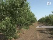 В целом механизм паевых выплат разработан