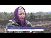 Осенняя посадка деревьев в Каменском районе