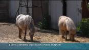 В конно-спортивном клубе «Аллюр» провели экскурсию для детей