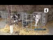 Газ и свет подешевеют для предприятий сельской местности