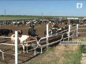 В Приднестровье начали применять технологии эмбрионального размножения крупного рогатого скота