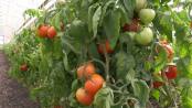 Без ГМО. Томаты Панчевых