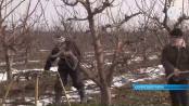 В Каменском районе полным ходом идет подрезка садов
