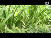 Программа "Утренний эфир" 20/03/14