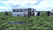 Объезд полей в Каменском районе