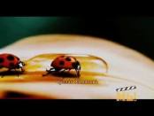 Летнее безумие - Midsummer Madness - Janu Nakts