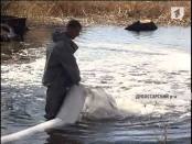 В ихтиологический заказник «Ягорлык» было выпущено 2,5 тонны годовалых мальков