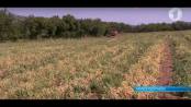 600 тысяч: в Каменке убирают горошек
