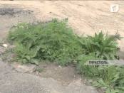 Все - на борьбу с амброзией!