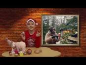 Что? Откуда? Почему? О профессии энергетика, электроэнергии и истории ёлки - 22/12/25