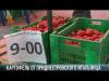 Томаты и картофель от приднестровского итальянца