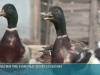 В парке им. Родина пройдет выставка-ярмарка птиц и животных
