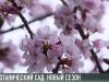Цветущий дендрарий: скоро открытие