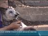 Чипы для собак – программа учёта домашних животных в Бендерах