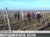 В Дойбанах восстанавливают виноградную лозу