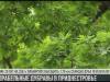 Корабельные дубравы в Приднестровье