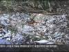 «Мало кислорода»: экологи о гибели рыбы в «Ягорлыке»