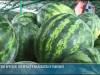 Сезон арбузов: собирают в Малаештах и Ташлыке