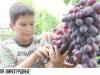 Сладкая «Сенсация» из Незавертайловки