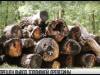 Запрещен вывоз топливной древесины