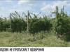 «С подкормкой опоздали» – аграрии о дефиците удобрений