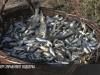 В Турунчук выпустили тонны белого амура и толстолобика