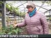 #КЭБ_Итоги. Приднестровцы: фермер Лариса Коломыченко