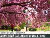 Без комментариев: когда сакура в цвету