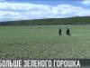Больше зелёного горошка из Каменки