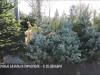 Ёлочные базары в Тирасполе – с 20 декабря
