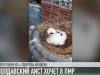 Аист из Молдовы хочет в Рыбницу