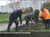 В Тирасполе на Ларионова высадили сосны